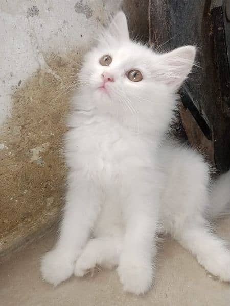 best quality cats available ,playful anx family friendly 10