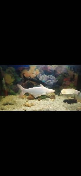 white line and blue line shark for sale 2