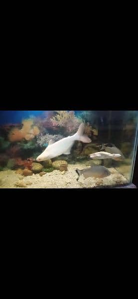 white line and blue line shark for sale 5