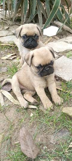 PUG PUPPY FOR SALE