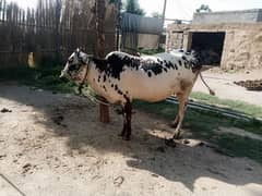 Desi cow sat bacha again cross 25 days 0