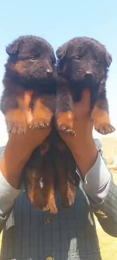 black shepherd Dubal cout pair 50 day for sale