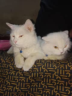 cute cat pair