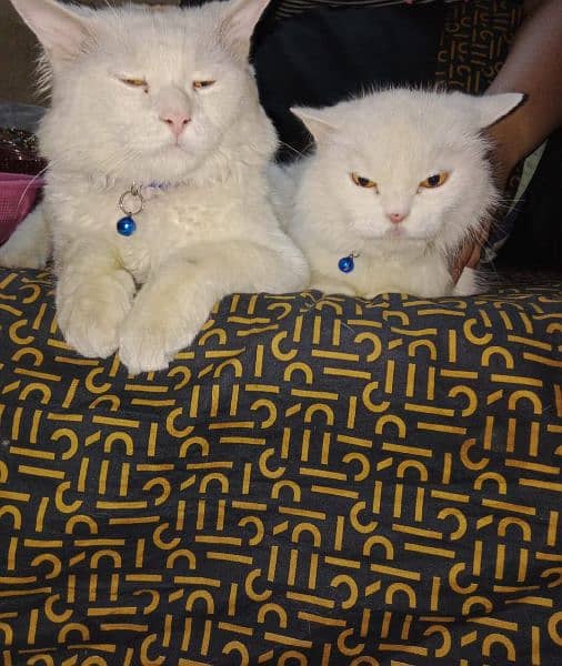 cute cat pair 1