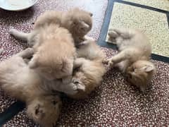 5 Persian kitten Triple Coat