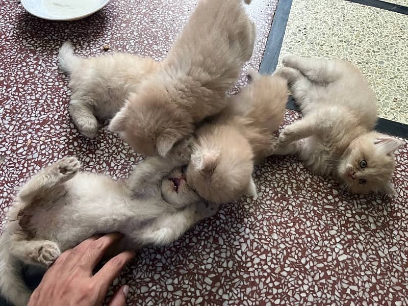 5 Persian kitten Triple Coat 1
