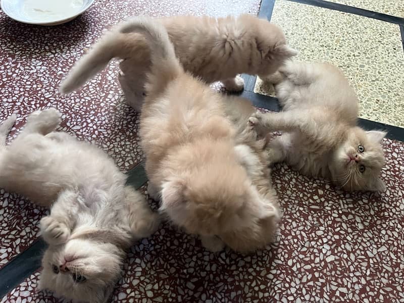 5 Persian kitten Triple Coat 2