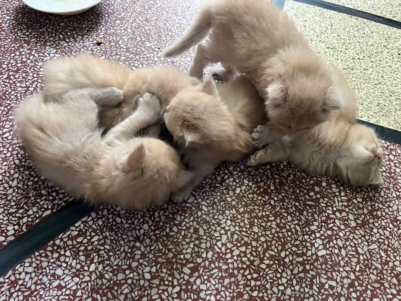 5 Persian kitten Triple Coat 3