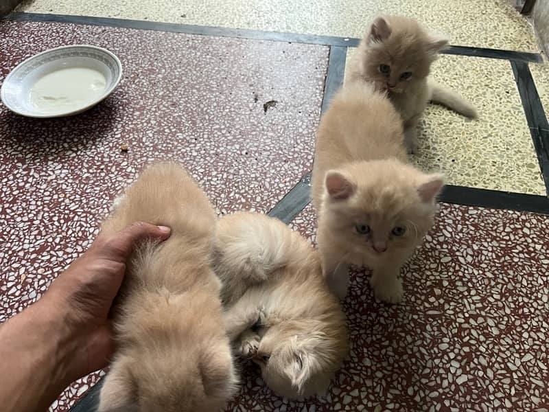 5 Persian kitten Triple Coat 4