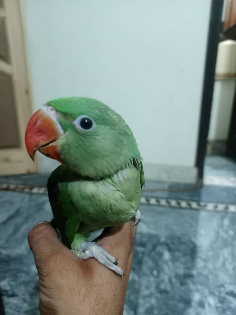 Raw parrot  1