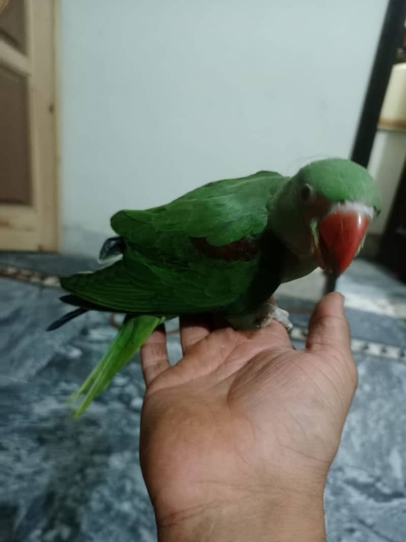 Raw parrot  3
