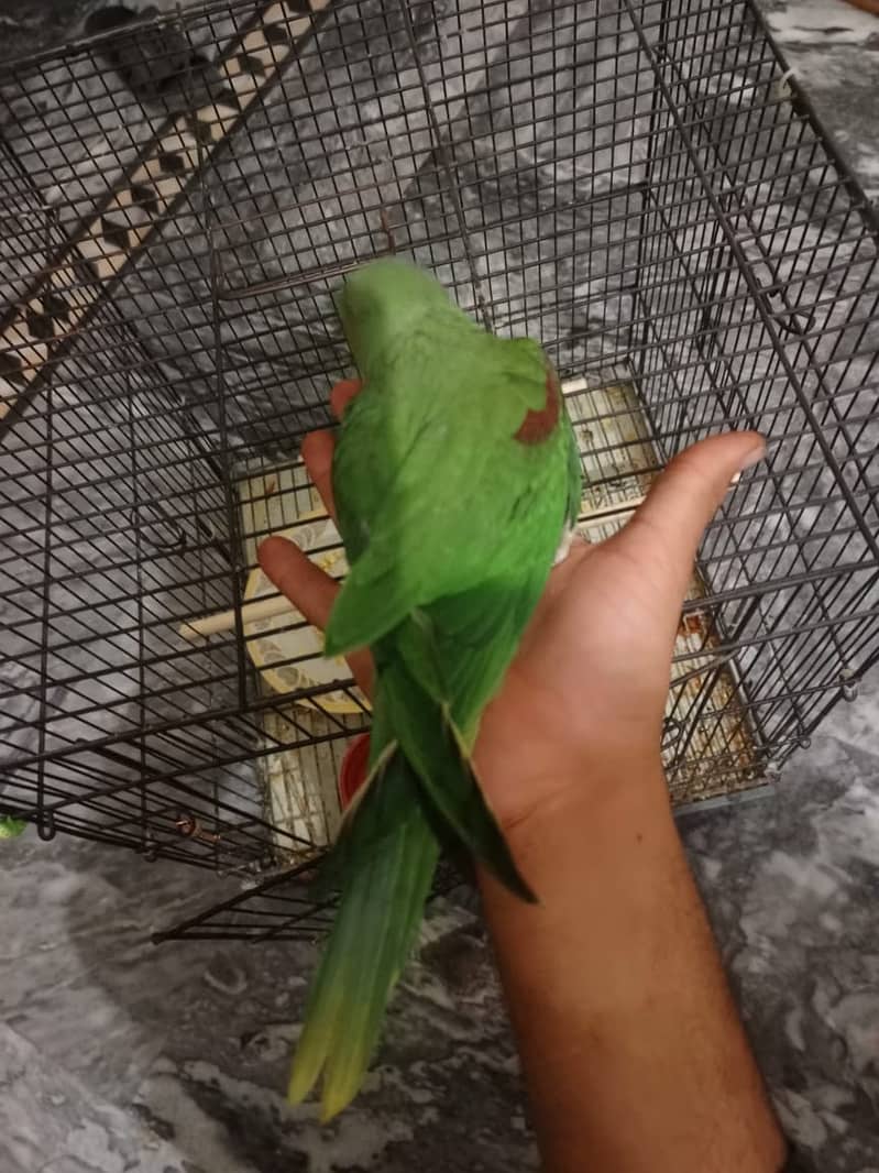 Raw parrot  4