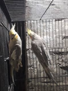 Fawn cockatiel pair for sale 0