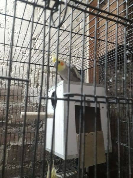 Fawn cockatiel pair for sale 1