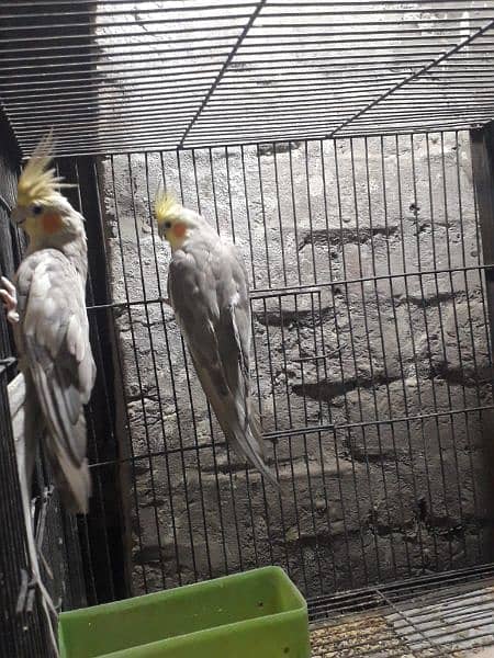 Fawn cockatiel pair for sale 2