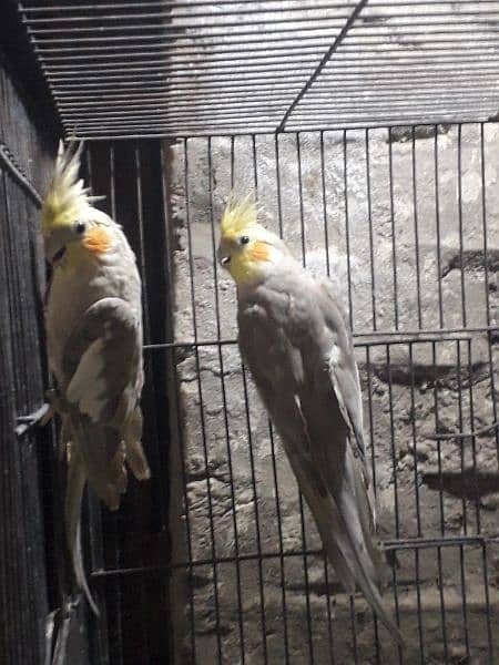 Fawn cockatiel pair for sale 3