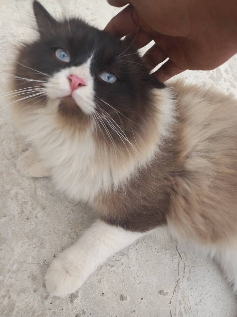 Persian Cat triple coat triple colour Blue eyes 3