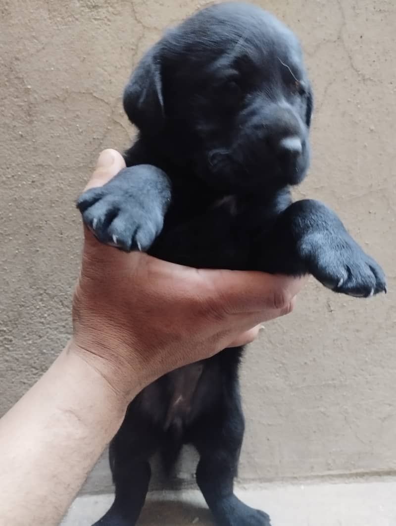 Labrador for sale 2