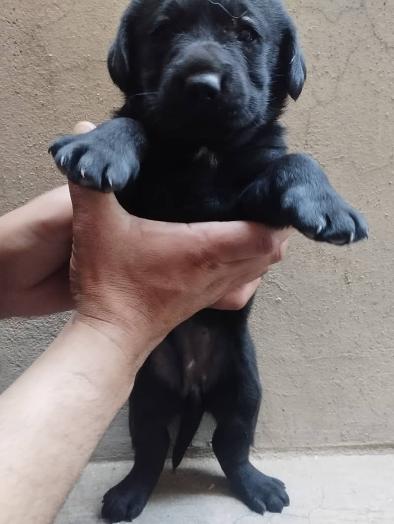 Labrador for sale 3