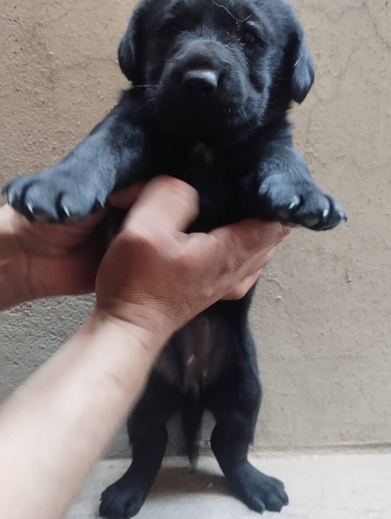 Labrador for sale 4