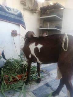 female goat with 2 months male goat for sell