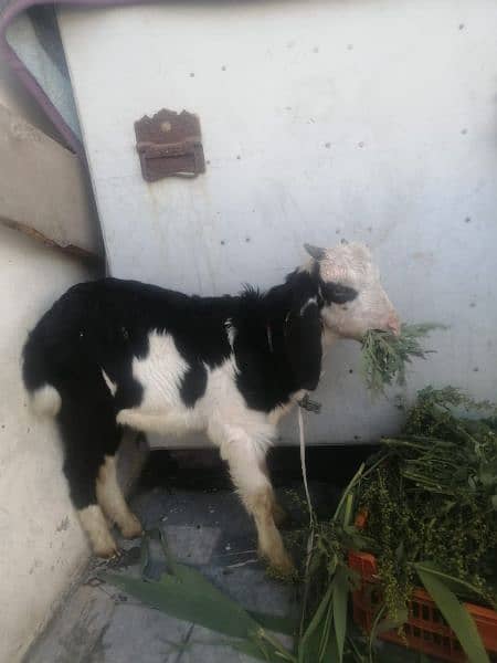 female goat with 2 months male goat for sell 2