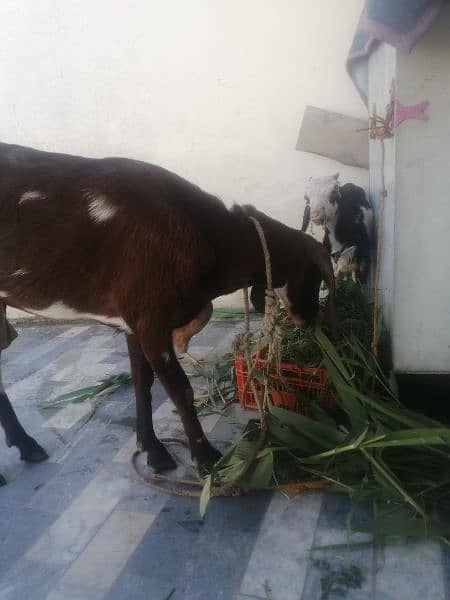 female goat with 2 months male goat for sell 4