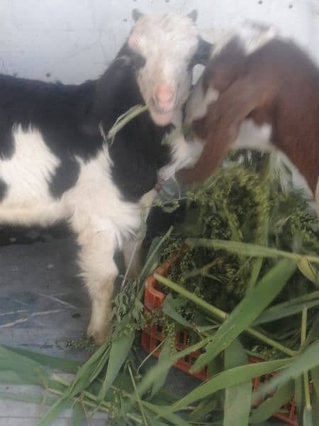 female goat with 2 months male goat for sell 5
