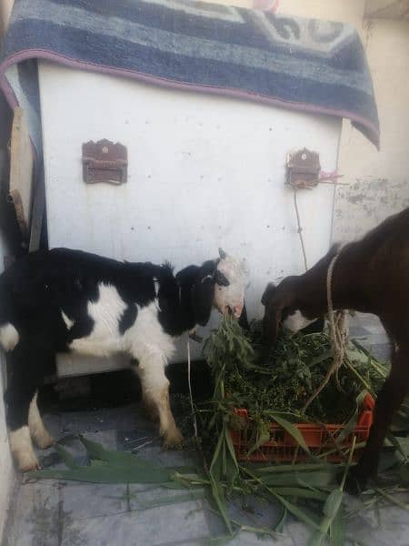 female goat with 2 months male goat for sell 6