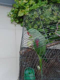 Raw parrot pair for sell fully hand tamed and talkative pair he