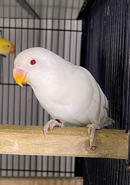 Albino red eyes available 1