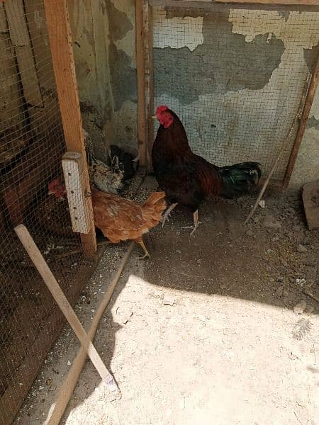 1 Aseel Male 2 Desi Egg laying Hens 4