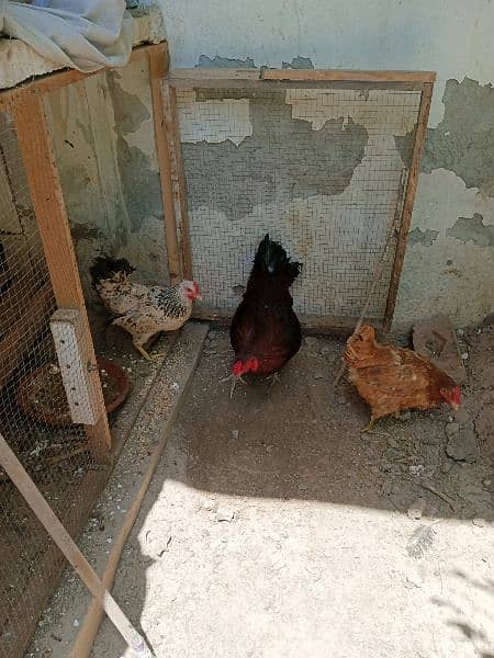 1 Aseel Male 2 Desi Egg laying Hens 6