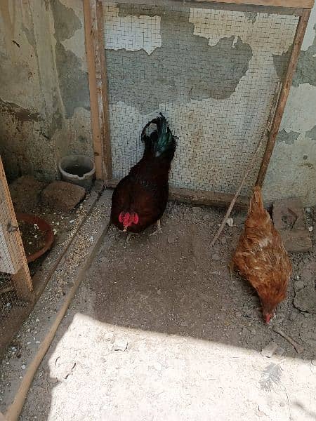 1 Aseel Male 2 Desi Egg laying Hens 7