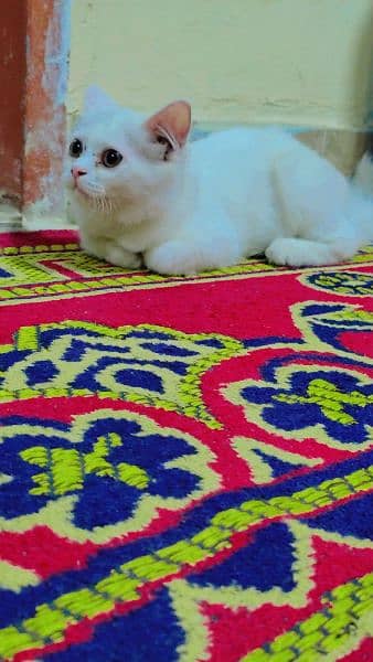 Persian kitten doll face 0