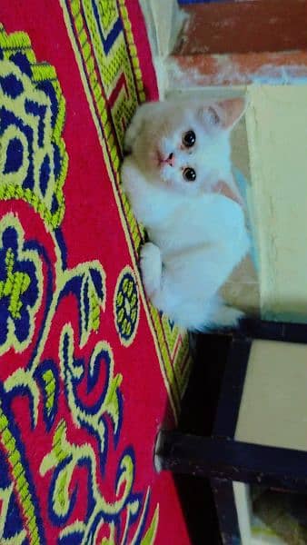 Persian kitten doll face 1