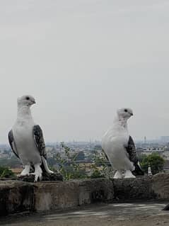 sentient pigeon pair
