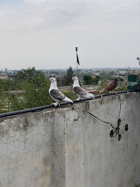 sentient pigeon pair 1