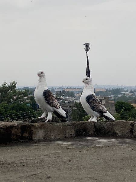sentient pigeon pair 2