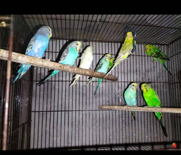 budgies for sale 2