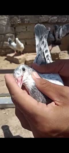 kabootar baby pigeon
