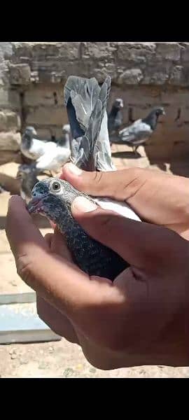 kabootar baby pigeon 2