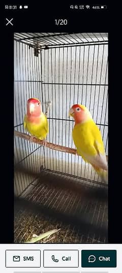 Latino love bird breeding pair