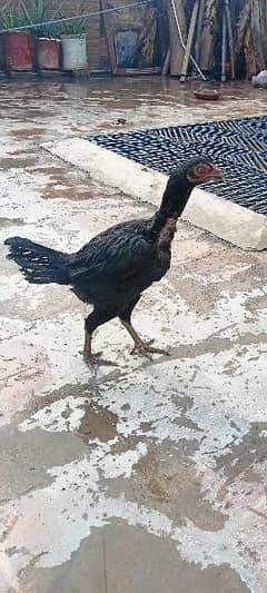 2 aseel hen's for sale top quality pure breed 0