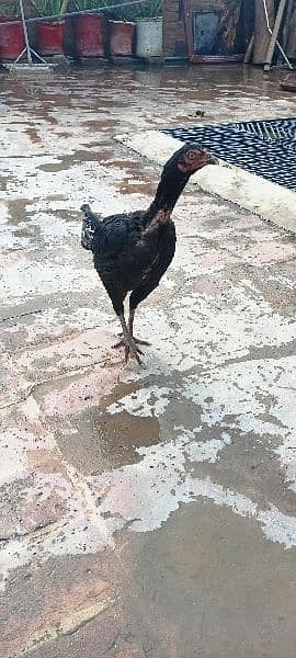 2 aseel hen's for sale top quality pure breed 1