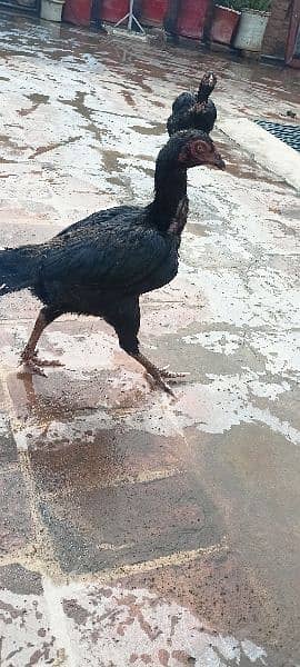 2 aseel hen's for sale top quality pure breed 2