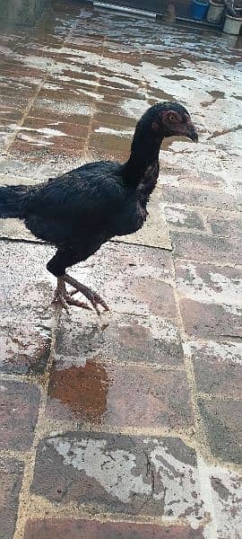 2 aseel hen's for sale top quality pure breed 3