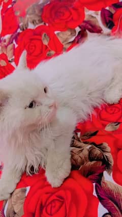Persian kittens