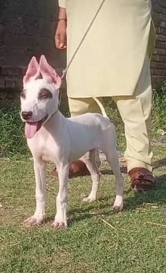 pewar kohaty gultair female 3 months puppies for sale available 0