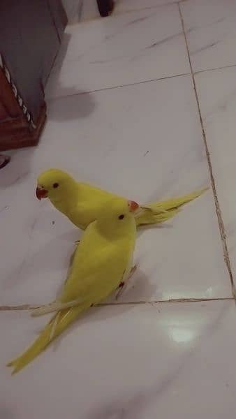 yellow ringneck age 8 months with DNA 2